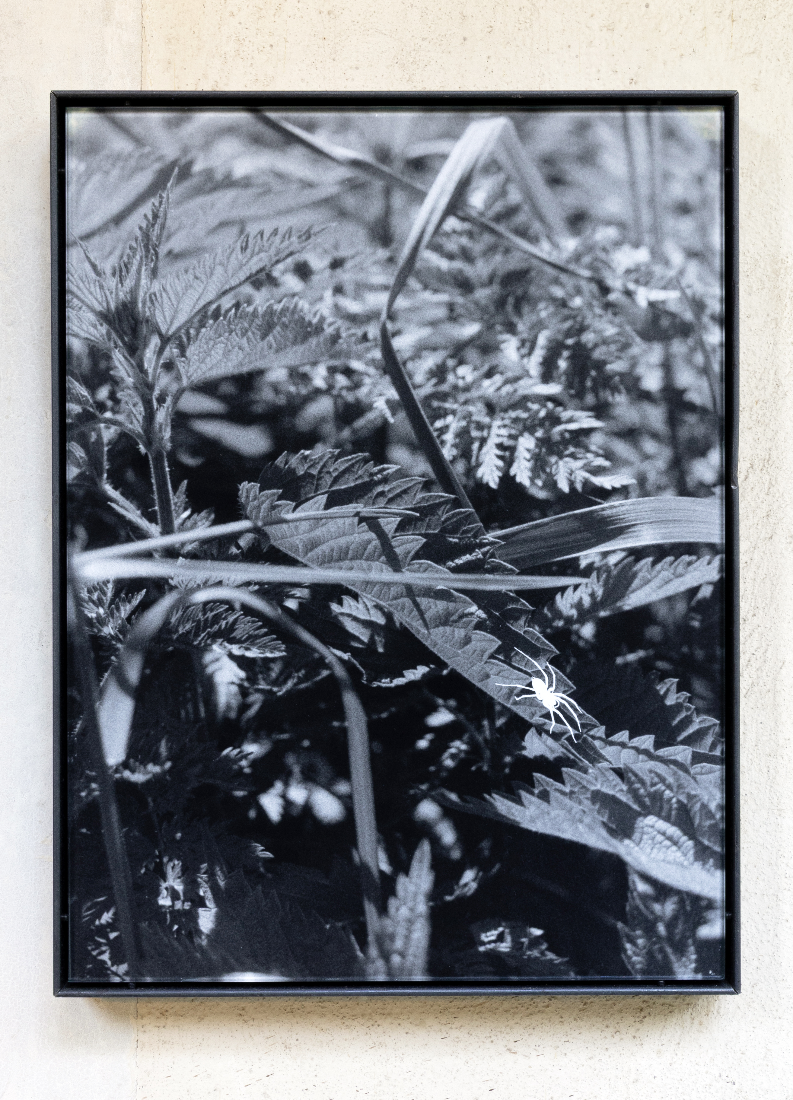 KI generiert: Das Bild zeigt eine Nahaufnahme von Pflanzen, hauptsächlich Brennnesseln, in Schwarz-Weiß. Eine kleine Spinne befindet sich auf einem der Blätter.